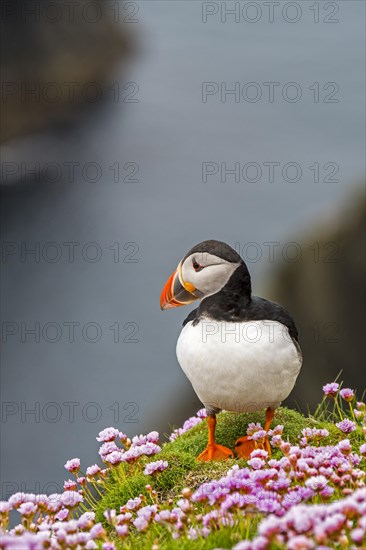 Atlantic puffin