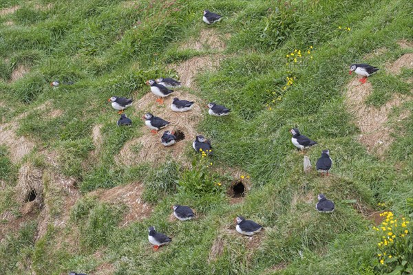 Atlantic puffins