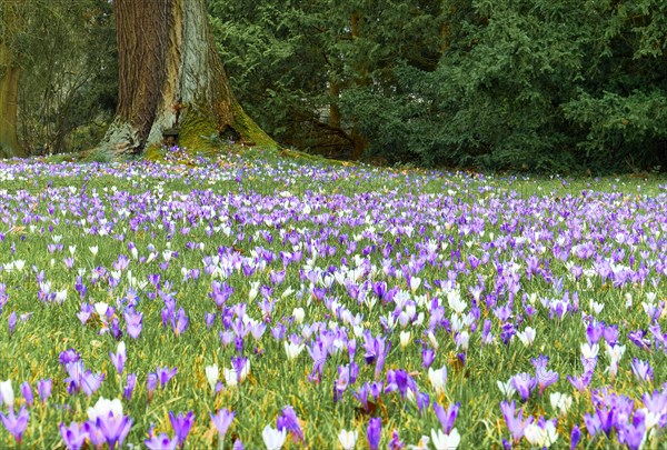 Crocus meadow