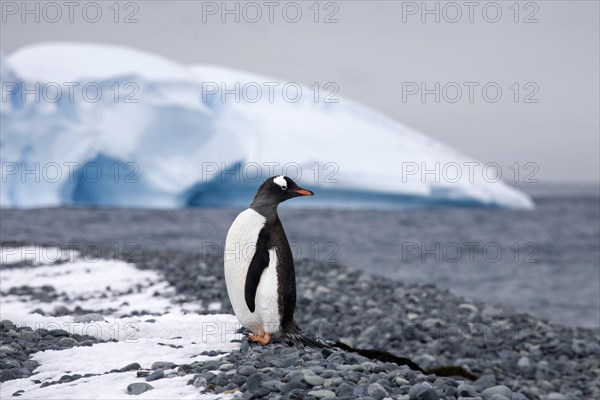 Iceberg and Gentoo Penguin