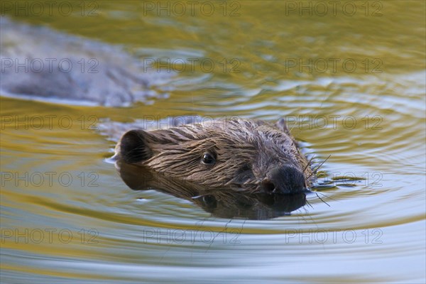 Close up of Eurasian beaver