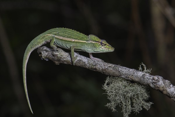 A male chameleon