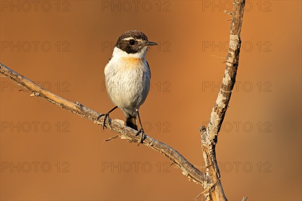 Canary islands stonechat