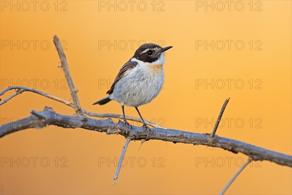 Canary islands stonechat