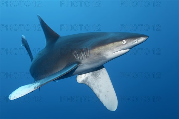 Oceanic whitetip shark