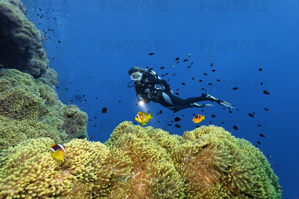 Diver looking at large anemone field with Magnificent Anemone