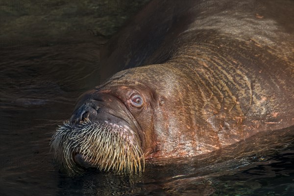 Walrus