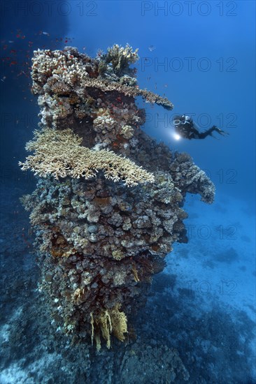 Diver looking at fifteen-metre high coral tower made of various species of stony coral