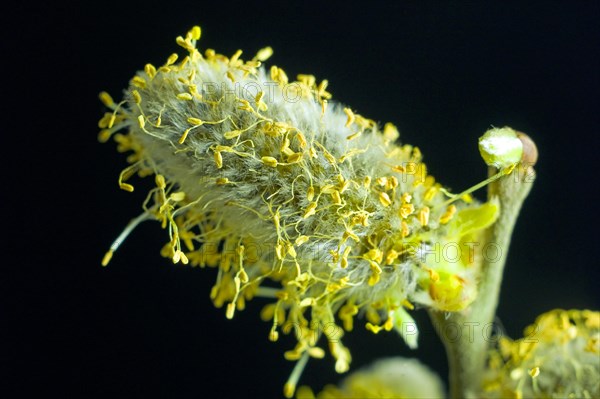 Flowering willow