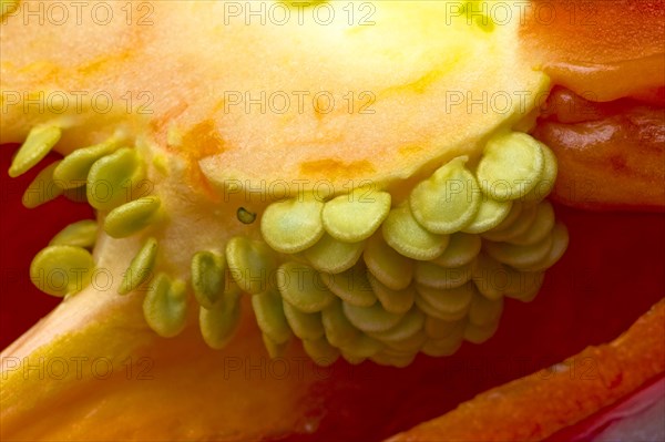 Seed head of a red pepper