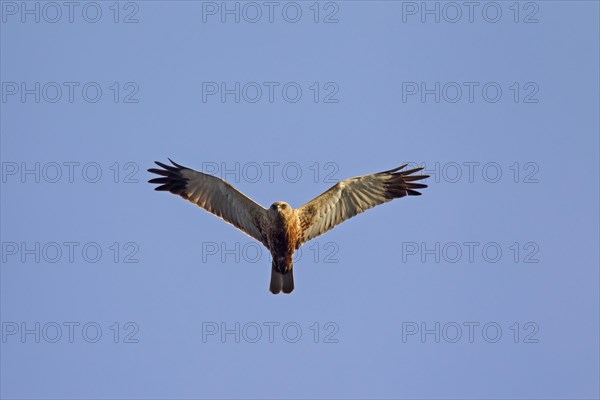 Western marsh harrier