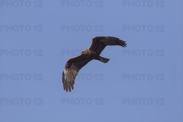 Western marsh harrier