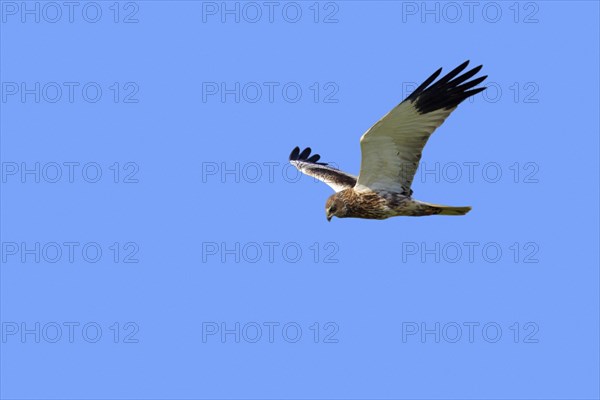 Western marsh harrier