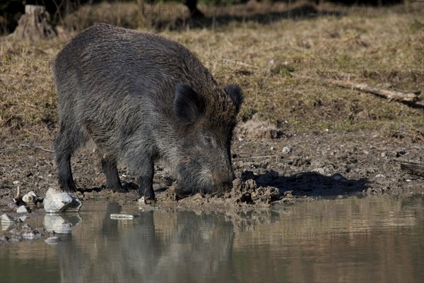 Wild boar