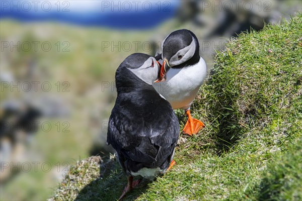 Atlantic puffins