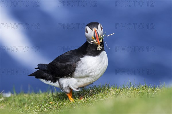 Atlantic puffin