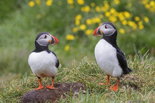 Atlantic puffins