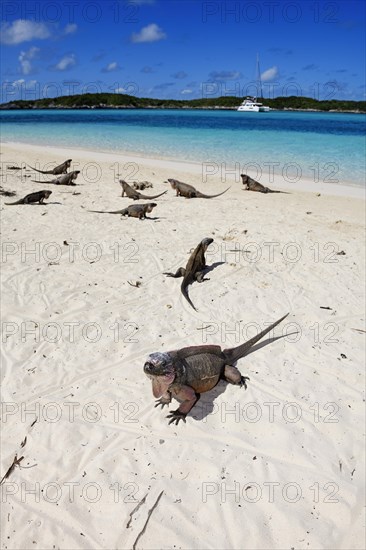 Rock Iguanas