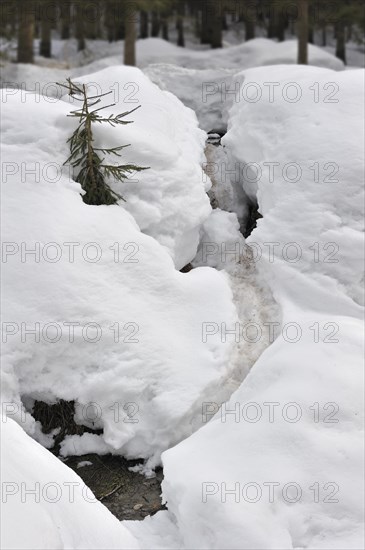 Track by Eurasian beaver