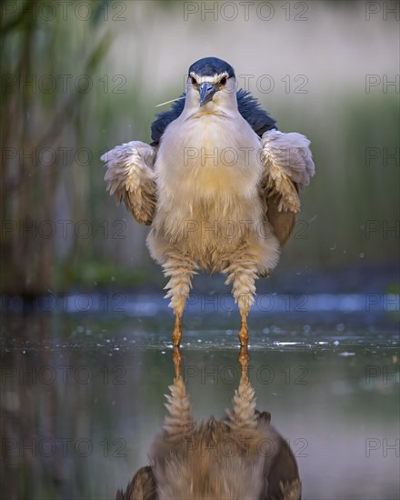 Black crowned night heron