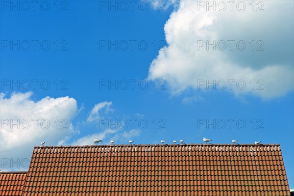 Parade of seagulls on the roof of a house in Wismar