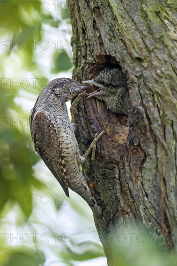 Eurasian wryneck