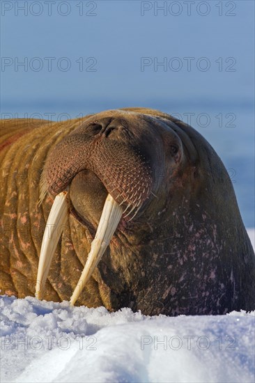 Walrus