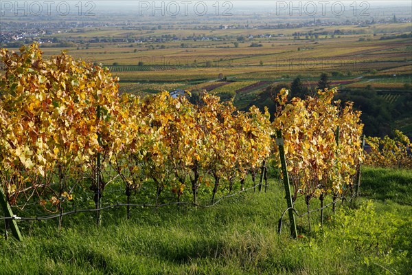 Vineyard