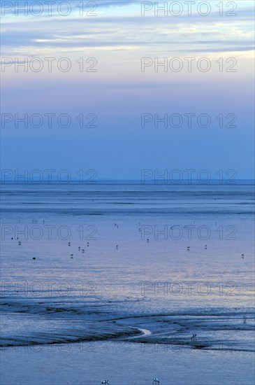 Evening light in the mudflats on the Dollart