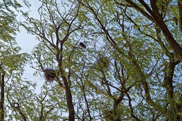 Rook nests in Friedrichstadt