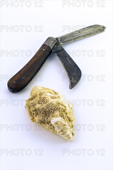 European oyster with oyster knife