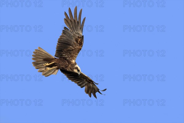 Western marsh harrier