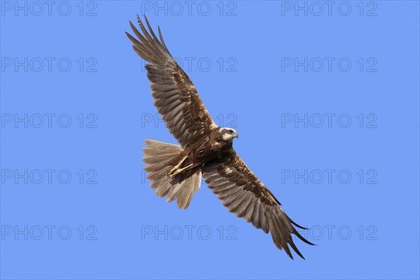 Western marsh harrier