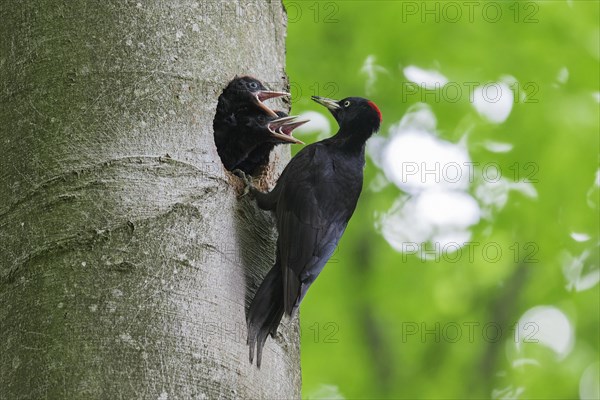 Black woodpecker