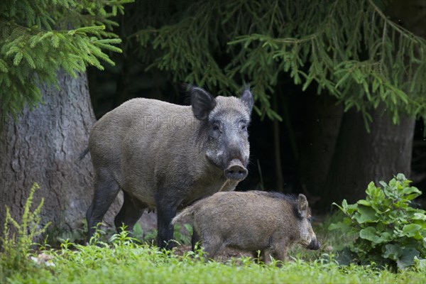 Wild boar