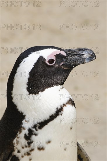 African penguin