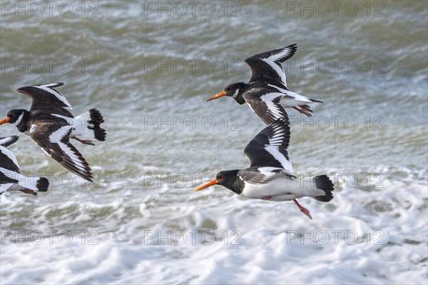 Common pied oystercatchers