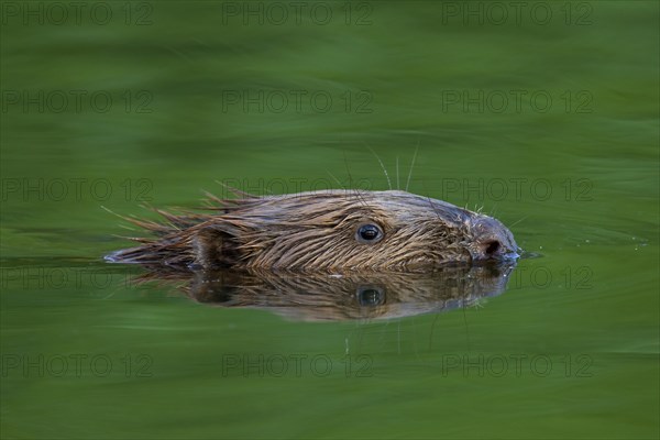 Close up of Eurasian beaver