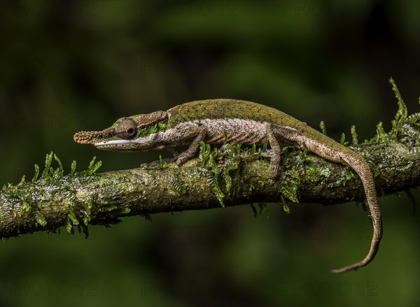 A male chameleon