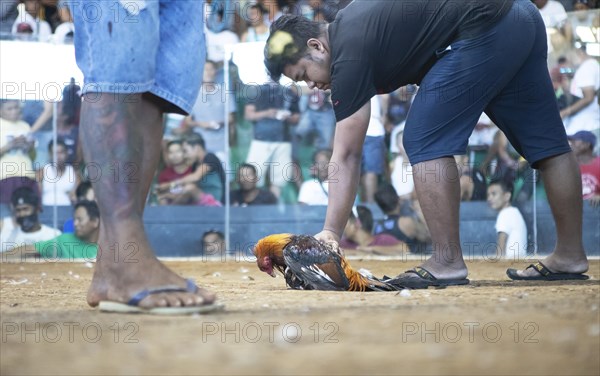 Cockfighting arena