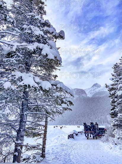 Horse-drawn carriage at the frozen mountain lake Lake Louise near Chateau Lake Louise