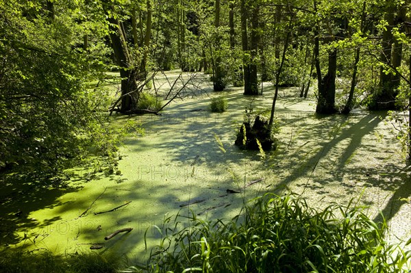 Black alders in Lake Hertha
