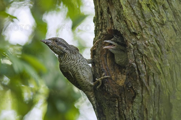 Eurasian wryneck