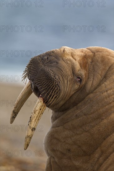 Walrus