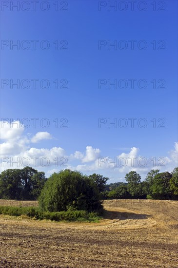 Harvested grain field with silted-up pond