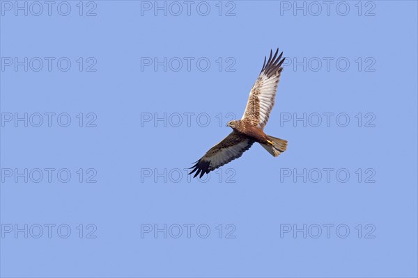 Eurasian marsh harrier