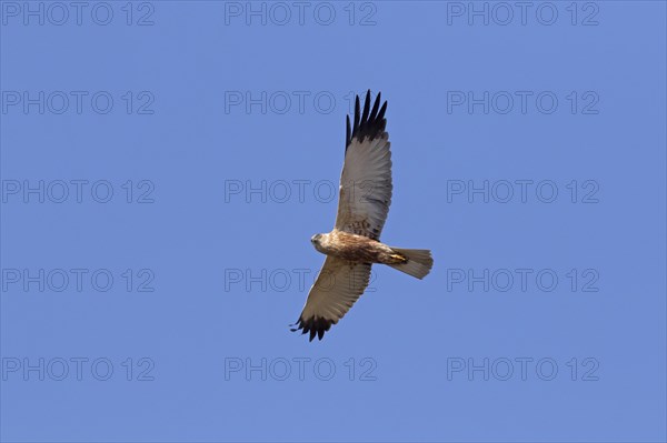 Western marsh harrier