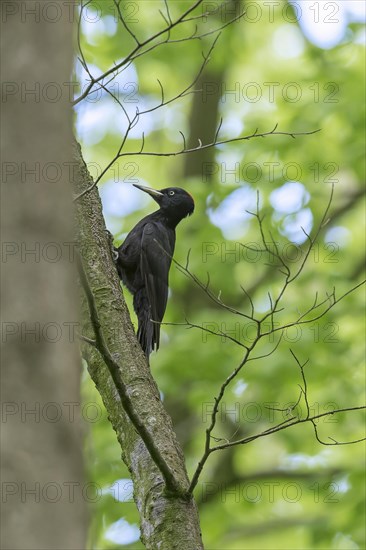 Black woodpecker