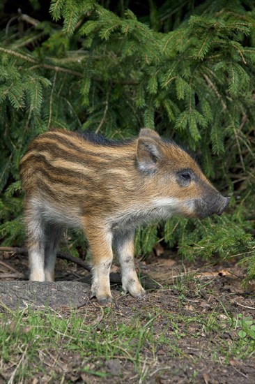 Wild boar