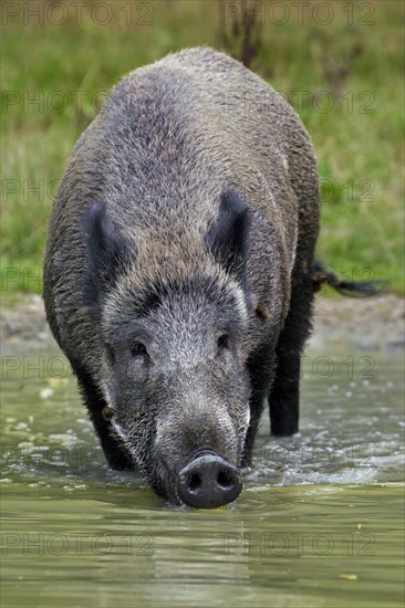 Wild boar